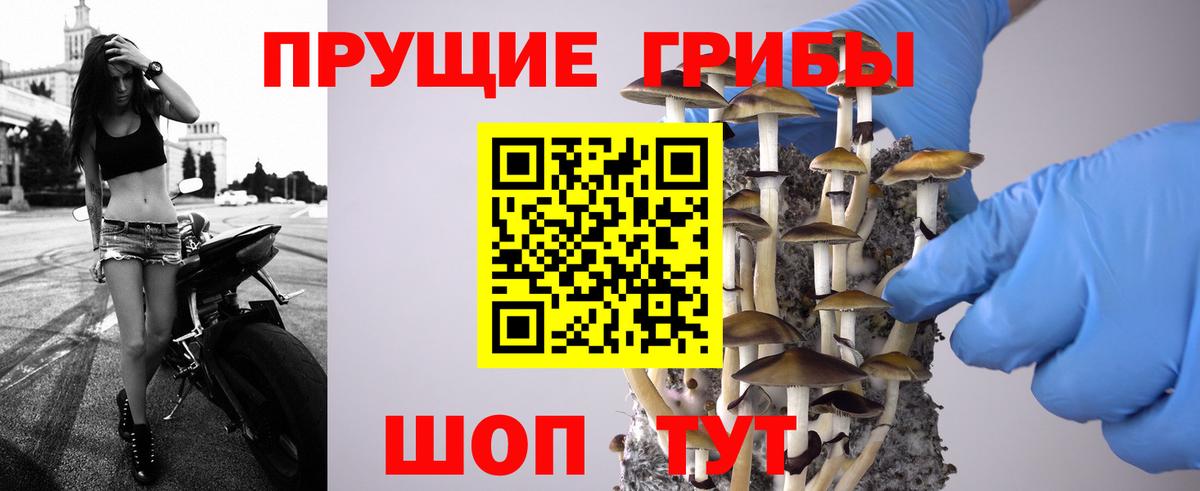 Галлюциногенные грибы Psilocybe  Белово 